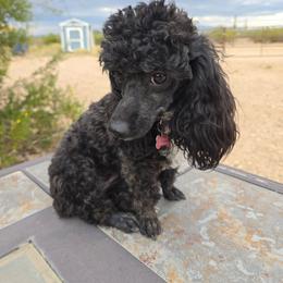 Gracie - Poodle