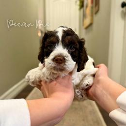 Pecan Pie - Brown white and tan male Cockapoo puppy in Oologah, Oklahoma from Timber Hills Poodles and Doodles