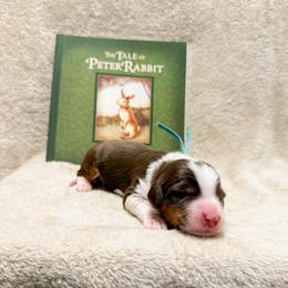 Paddington (Blue Boy) - Tri-color male Bernedoodle puppy in Boiling Springs, South Carolina from OlliePups, LLC
