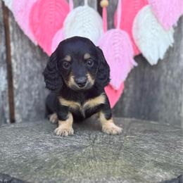 Chick - Black and tan female Dachshund puppy in Corbin, Kentucky from Steele Half Acre Homestead