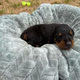 Girl 1 - Black and rust female Doberman Pinscher puppy in Elgin, Texas from New Horizons Kennels