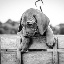 Rhodesian Ridgeback Puppies from Raven’s Ridgeback