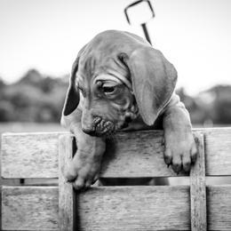 Rhodesian Ridgeback Puppies from Raven’s Ridgeback