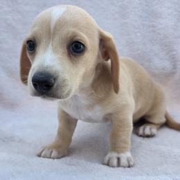 Oakley - Cream female Dachshund puppy in Golden Valley, Arizona from Greatest Journey Ranchette