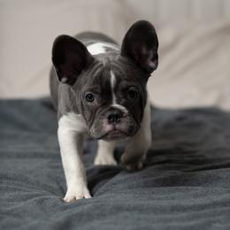 Kiara - Blue female French Bulldog puppy in Austin, Texas from Ward's Frenchies 2 Yours