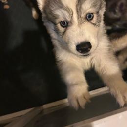 Sable blue male - Sable and white male Siberian Husky puppy in Wheeling, West Virginia from Powells Huskies