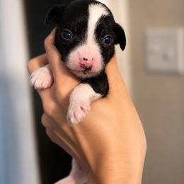 Rio- Beautiful Hairless Male - Black and white male Chinese Crested puppy in Tomball, Texas from Gracieux Chinese Cresteds