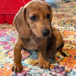 Lady - Dapple female Dachshund puppy in Keota, Oklahoma from Skyview Doxie Ranch