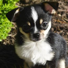 Marshall - Black and tan male Chihuahua puppy in Gloucester, Virginia from Charlotte's Web of Chihuahuas