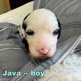Java - Black and white male Bernedoodle puppy in Sherman, Illinois from Shirl Doodle Life