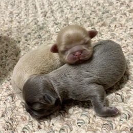 Shih Tzu Puppies from P&B Tzu Tribe