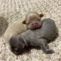 Shih Tzu Puppies from P&B Tzu Tribe