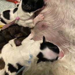 Boxer and Havanese Puppies from Lady Paws