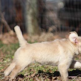 Golden Retriever Puppies from Golden Barnes Kennel