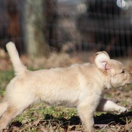 Golden Retriever Puppies from Golden Barnes Kennel