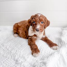 Fig - Red  male Goldendoodle puppy in Greencastle, Indiana from Willow & Co.