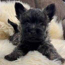 Munro - Brindle male Cairn Terrier puppy in Pottersville, Missouri from Cairn Terriers of Heatherridge,LLC