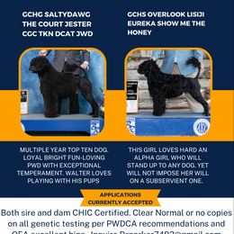 Portuguese Water Dog puppies from Pastor dePeixes