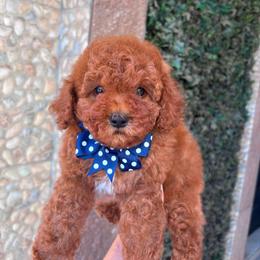 Sushi - Red male Maltipoo puppy in San Diego, California from Maltipoos SD