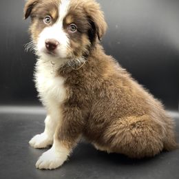 Jax - Red tri male Miniature Australian Shepherd puppy in Liberty, South Carolina from Alexander Canines
