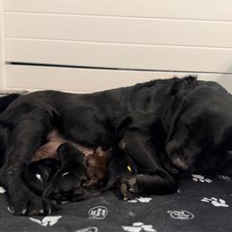 Light Blue - Black male Labrador Retriever puppy in Somerset, California from Cantina Labs and Cavs