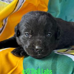 Ron - Black male Labrador Retriever puppy in Sullivan, Missouri from O’Dell Labs