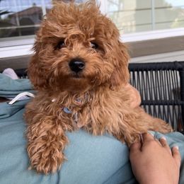 Cavapoo All Grown Up from SoCal Cavapoo's