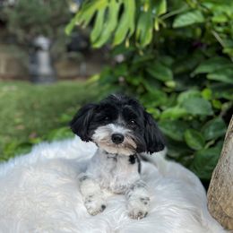 Sasha - Havanese