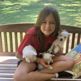 West Highland White Terrier Puppies from Colvin’s Westies