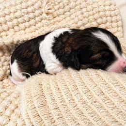 Sage - Sable female Bernedoodle puppy in Mint Hill, North Carolina from Ball-Y-Hoo Bernedoodles