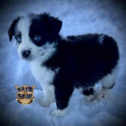 Tin man - Blue merle male Australian Shepherd puppy in El Dorado Springs, Missouri from HP Aussie Kennels