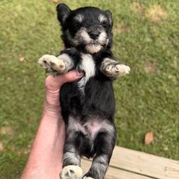 Cove - Black male Miniature Schnauzer puppy in Silver Creek, Mississippi from Mamie’s Minis, LLC