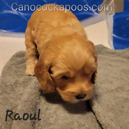Cockapoo Puppies from Cano Cockapoos