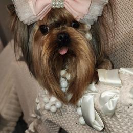 Yorkshire Terrier All Grown Up from Reese's Angelface Yorkies
