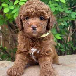 Boy 3 - Red  male Goldendoodle puppy in Kingwood, Texas from Kingwood Goldendoodles