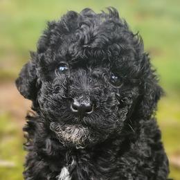 Assorted Doodle Crosses and Poodles from Adorable Puppy Poodles