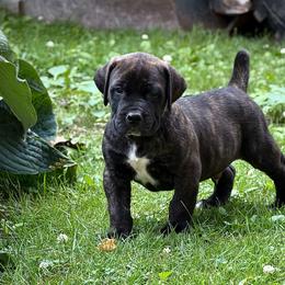 Emerald Collar - Brindle male Boerboel puppy in Manitowoc, Wisconsin from Mae Boerboel