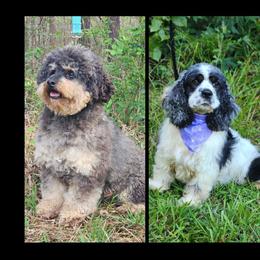 Cockapoo puppies from Raven Oak's Shepherds & Dachshunds