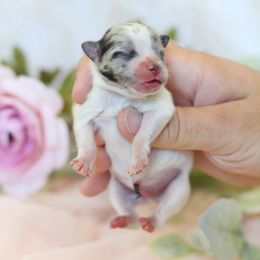 AKC Black Merle Parti - Blue merle male Pomeranian puppy in Sacramento, California from My Precious Poms