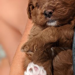 Cavapoo and Whoodle Puppies from Gardner Lane Puppies