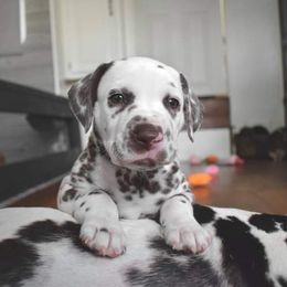 Dalmatian Puppies from Sublime Dalmatians