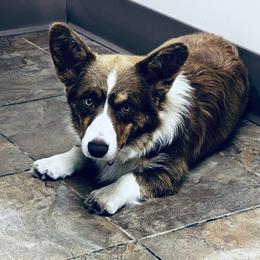 Call - Cardigan Welsh Corgi