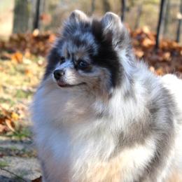 Jozey - Pomeranian