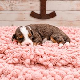 Beth - Merle female Bernedoodle puppy in Hudson, Indiana from TurkeyCreek-K9