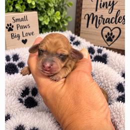 Brindle Girl - Brindle female Dachshund puppy in Michigan from Amberly's Dachshunds