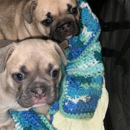 French Bulldog Puppies from Kingdom Cubz Kennel