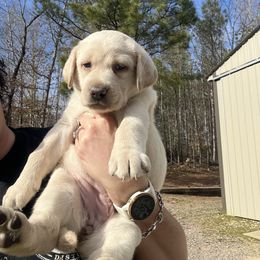 Yellow Female - Yellow Labrador Retriever puppy in Church Road, Virginia from Kennels at 3551