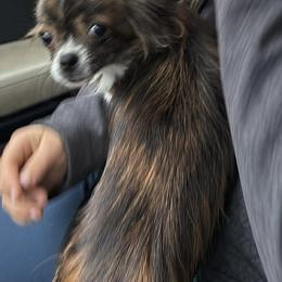Molly - Chihuahua