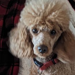 Cavalier King Charles Spaniels, Cavapoos, and Poodles from Puppy Adventures LLC