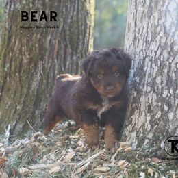 Braxton - Red tri-color male Miniature American Shepherd puppy in Nacogdoches, Texas from TK Standard, Mini, & Toy Aussies